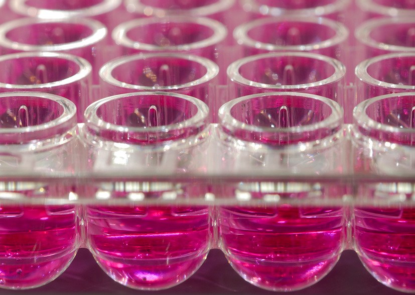 Cell Line Development InVivo BioTech