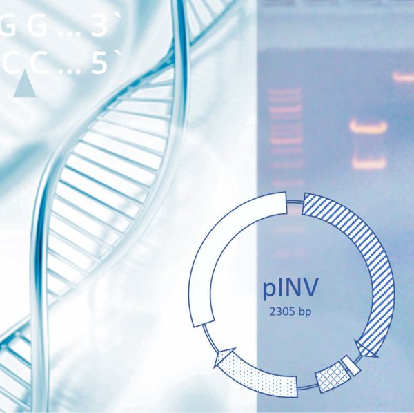 recombinant protein