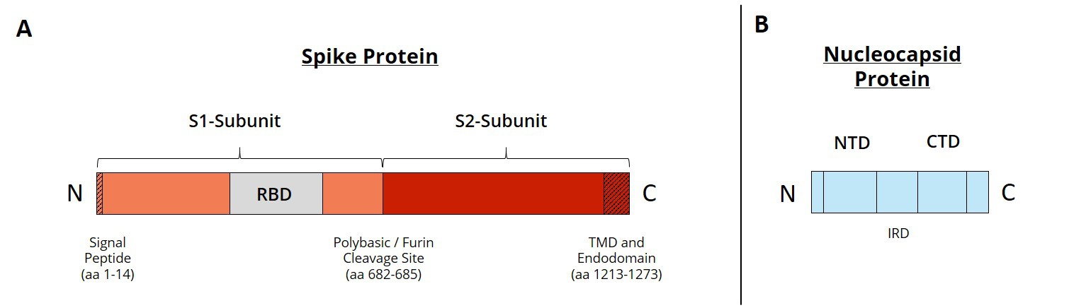 Lineare Struktur S- und N-Protein