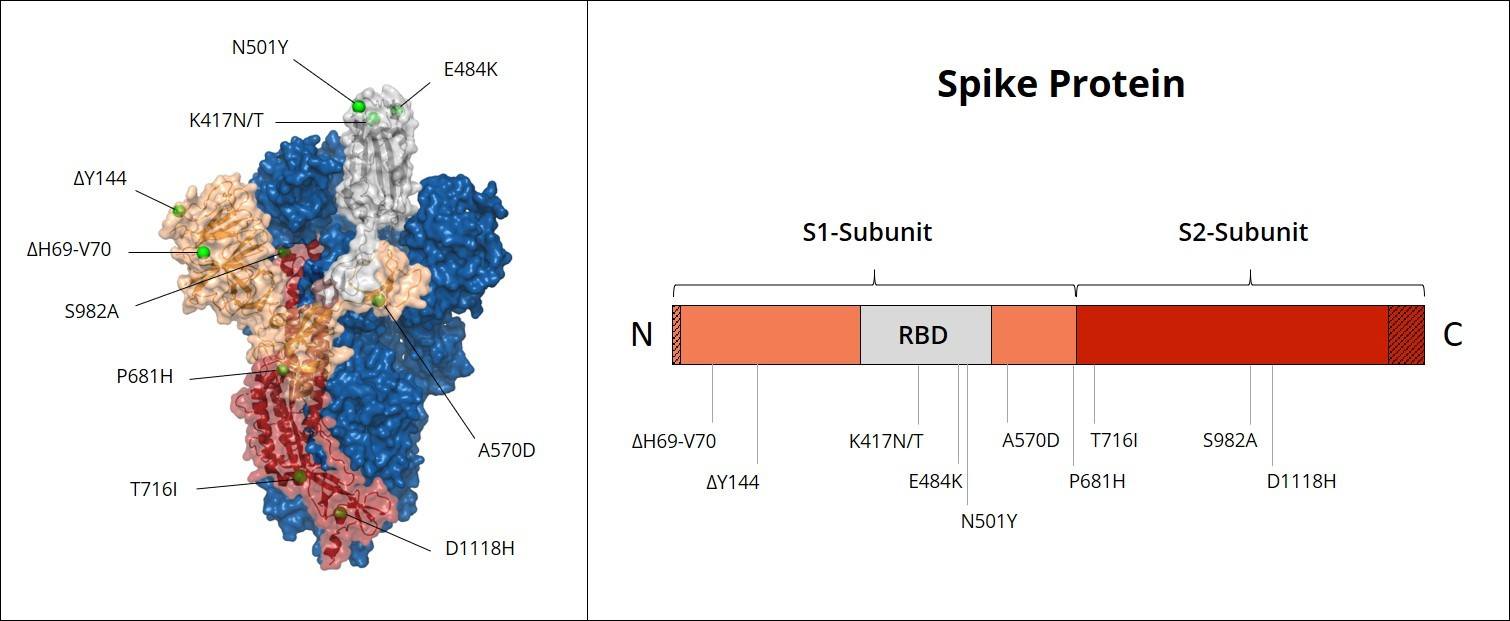 Spike-Protein_Mutants