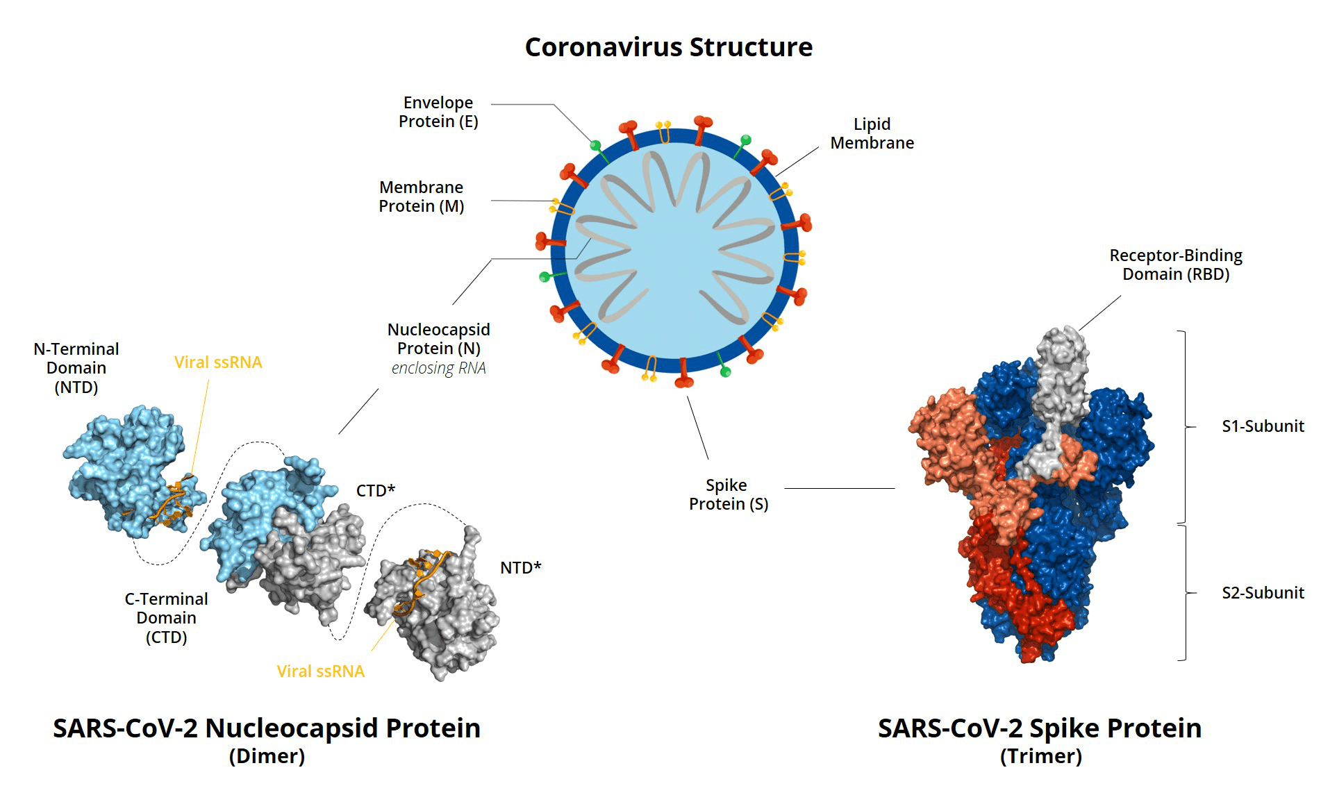 Virus-S-N-Protein_Grafik_Web