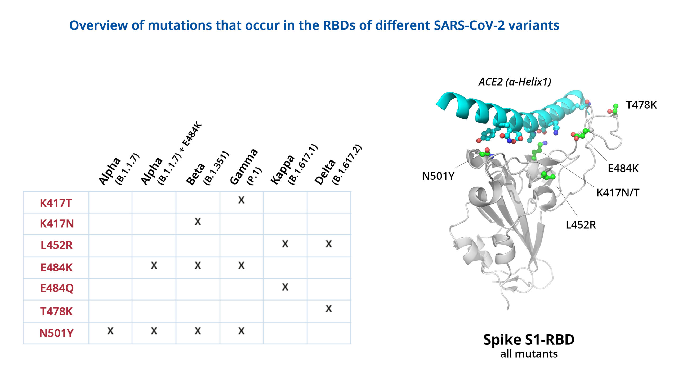 Übersicht RBD_Mutationen