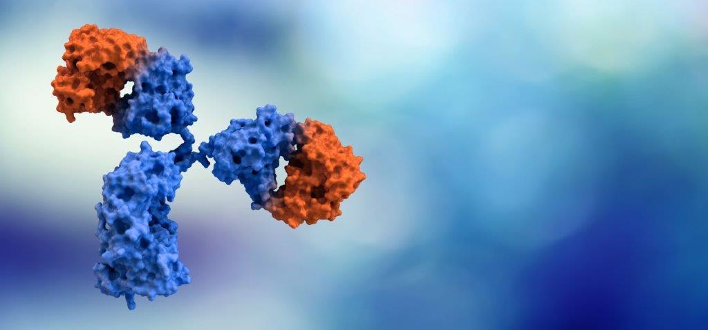 Information regarding Protein G purification processes