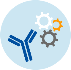 Antibody Engineering
