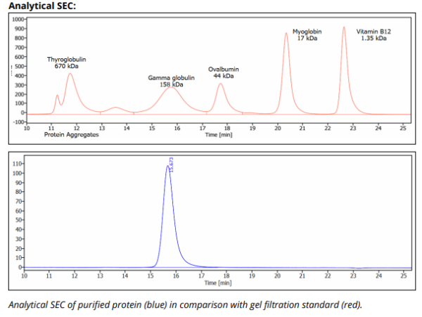 CTLA-4 mAb (9H10), InVivoPure - Image 2