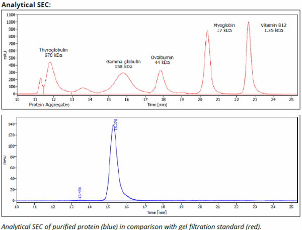 CD8β recAb (YTS156.7.7) InVivoPure+ - Image 3