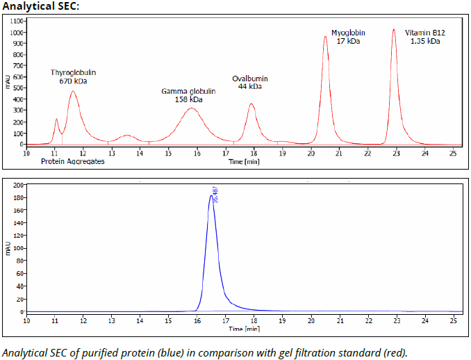 IFNAR-1 mAb (MAR1-5A3), InVivoPure - Image 3