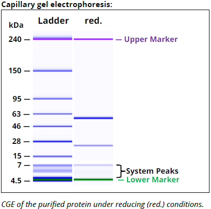 HLA-DQ mAb (SPV-L3), InVivoPure - Image 2