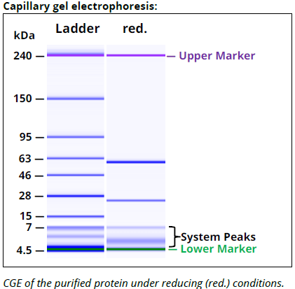 H-2 Kb/Db mAb (28-8-6S), InVivoPure - Image 2